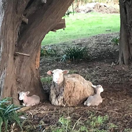 Апартаменты Langleys Port Campbell Hobby Farm Экстерьер фото