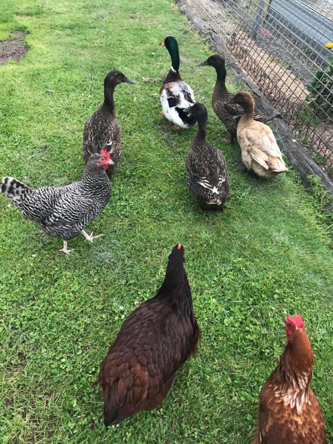 Апартаменты Langleys Port Campbell Hobby Farm Экстерьер фото